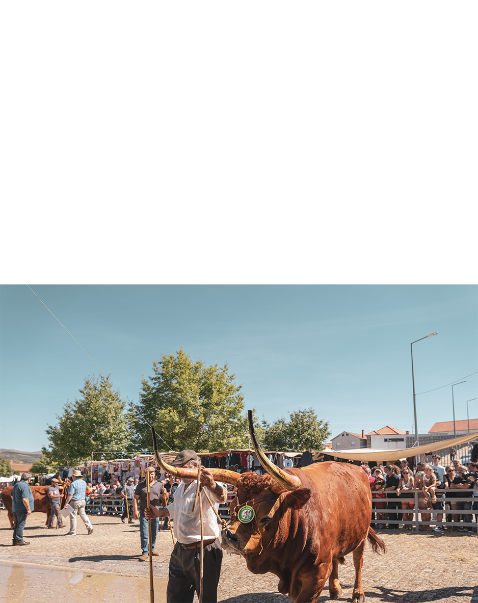 imagem representação de vencedor