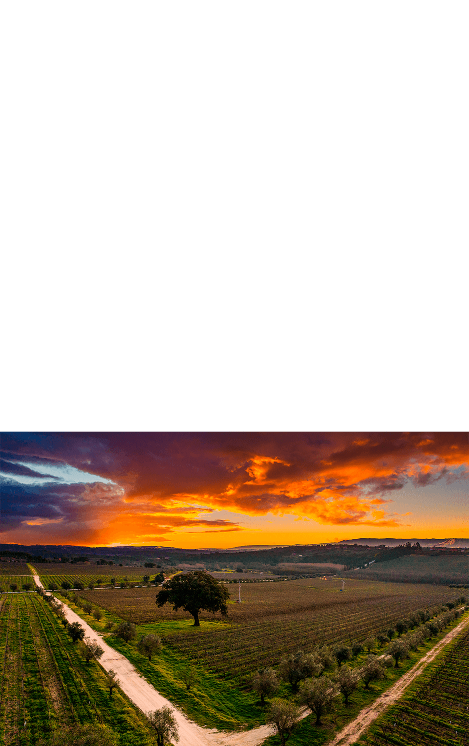 imagem representação de vencedor